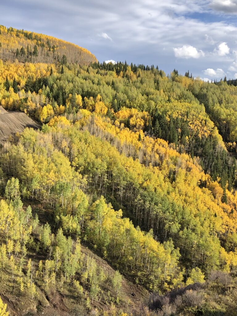 golden and green fall tones, colorado