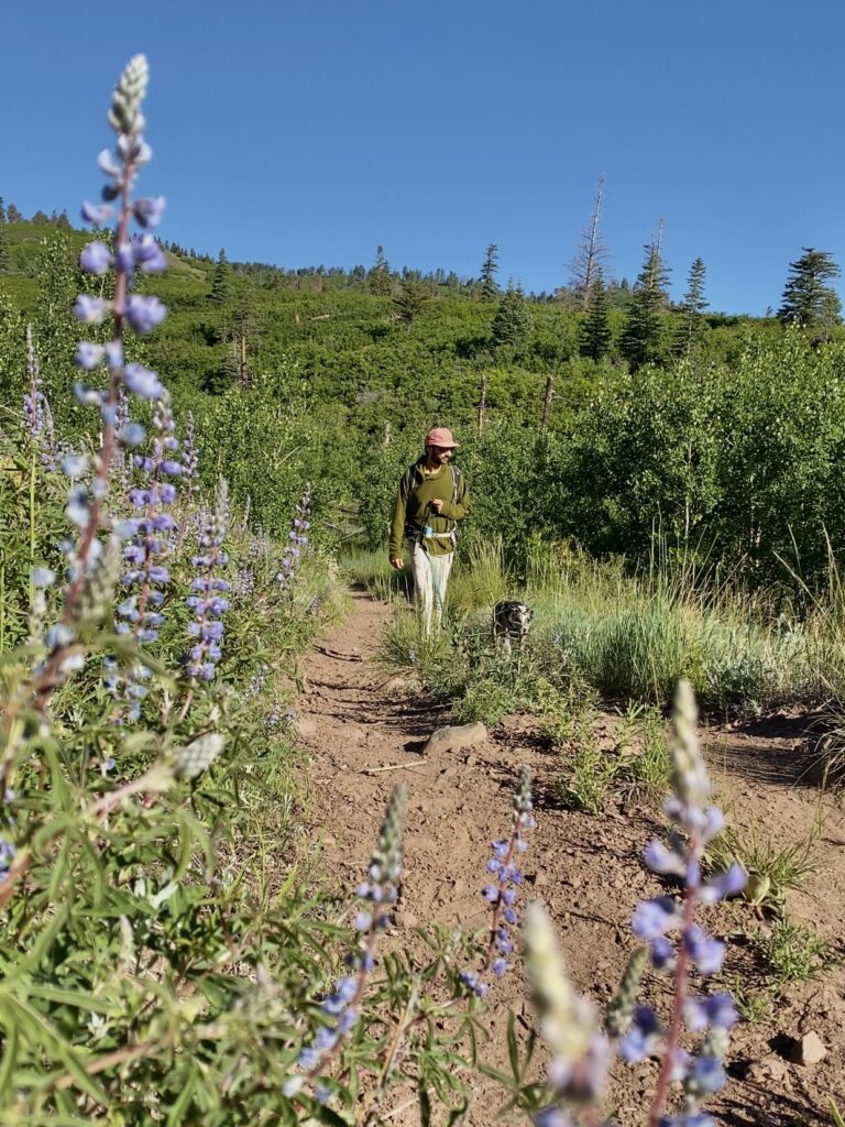 visiting westcliffe, one of colorado's greatest small towns.  wildflowers and mountains