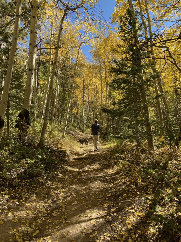 Jonathan and Queso walking in the Aspen trees. best fall day trip from denver. 