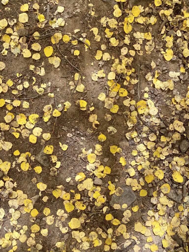 golden aspen leaves on the ground. best fall day trip from denver. 