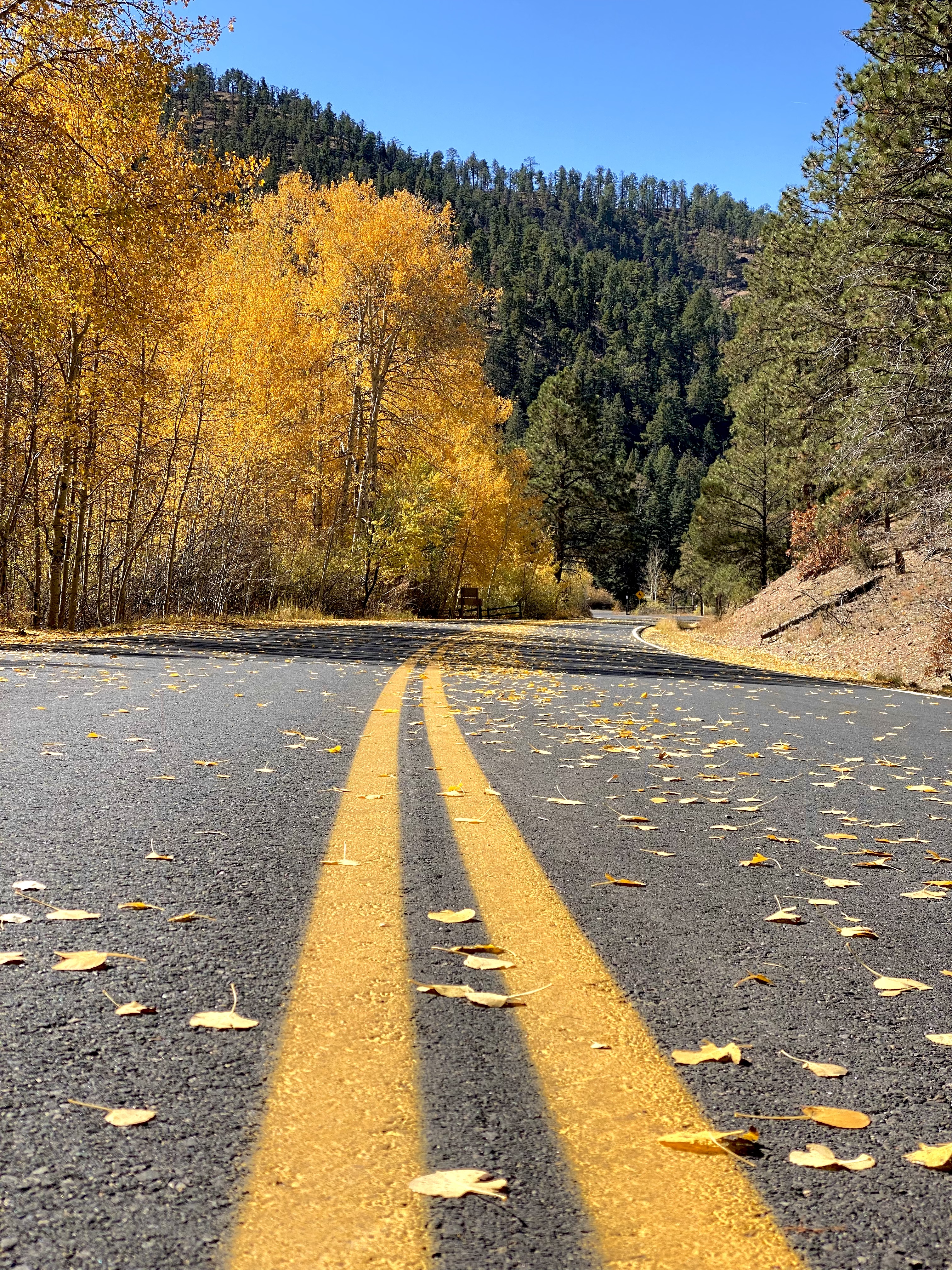 yellow lines on a road scattered with golden aspen tree leaves. the best outdoor activities around santa fe. 