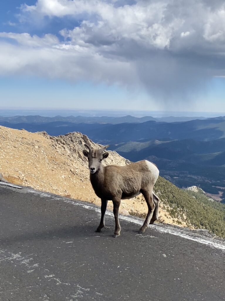 Bighorn Sheep on Blue Sky Drive