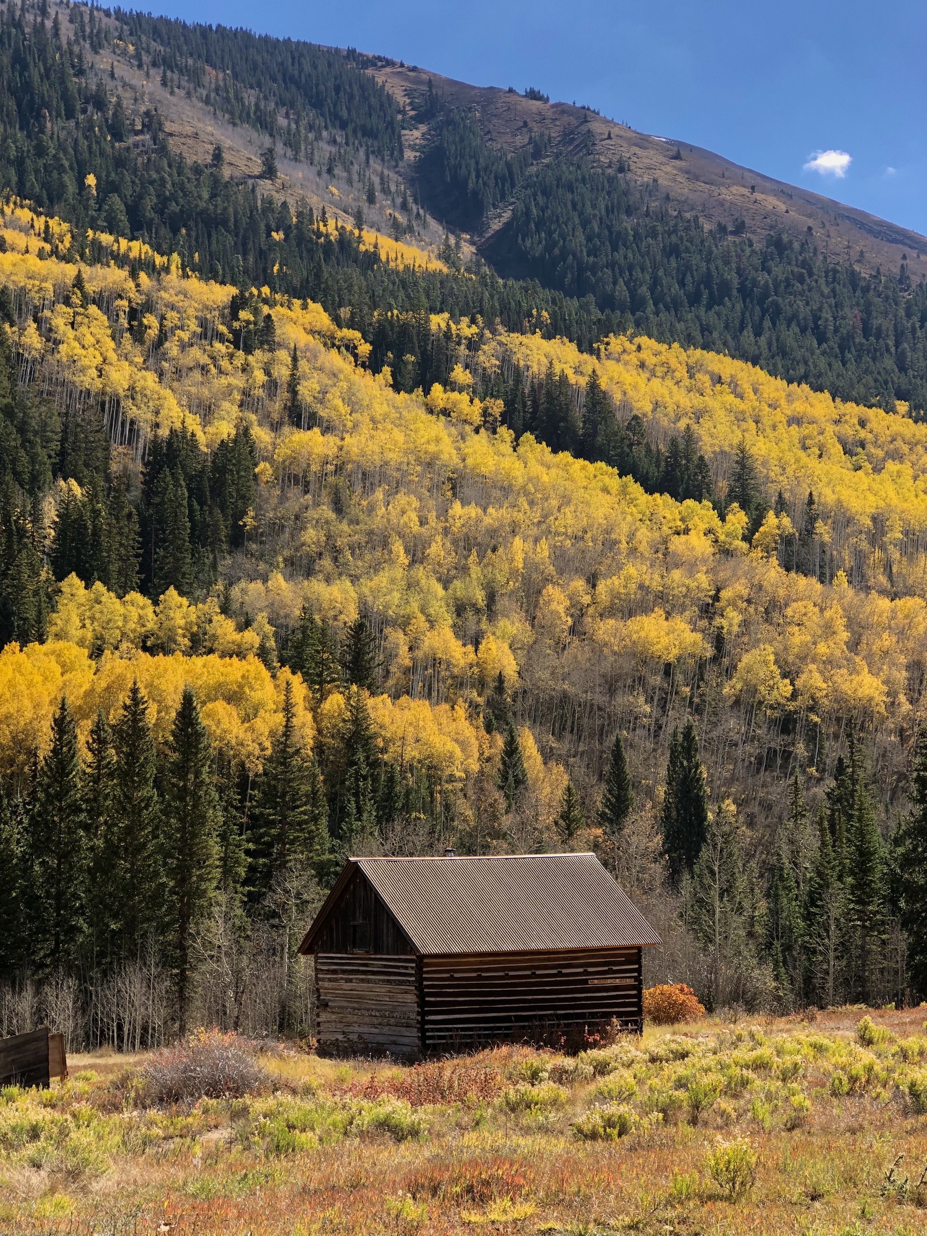 wooden cabin with golden aspen and pine background