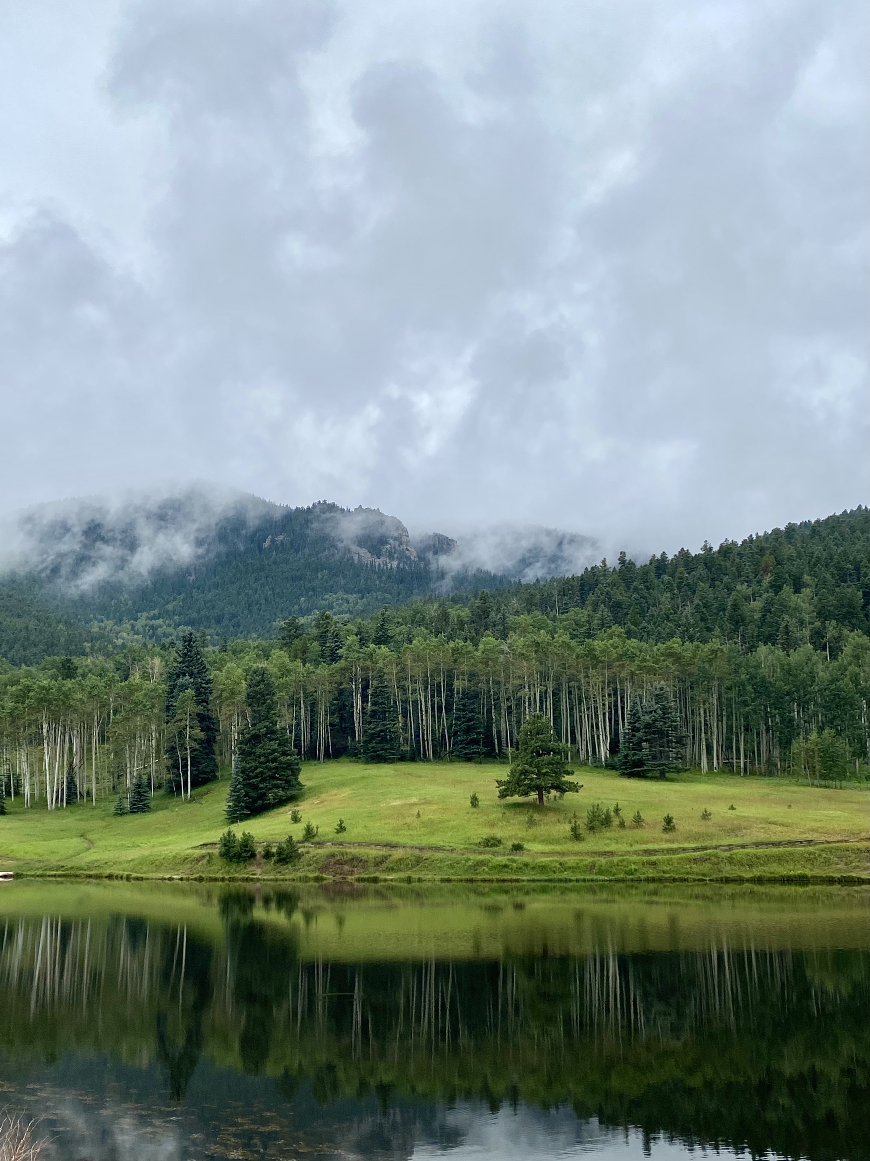 reflection of grass and aspen trees in the lake