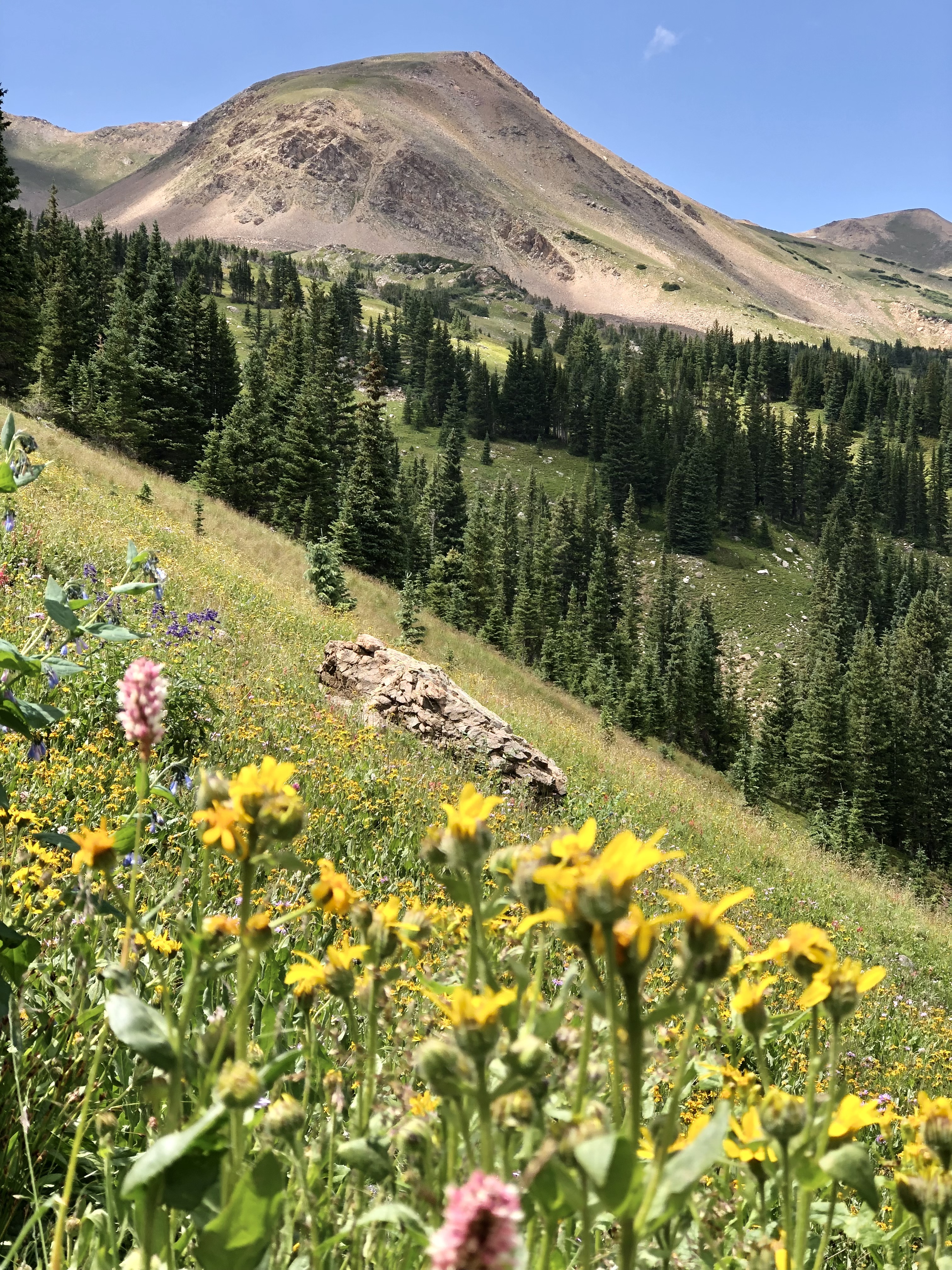 wildflowers with mountain peaks