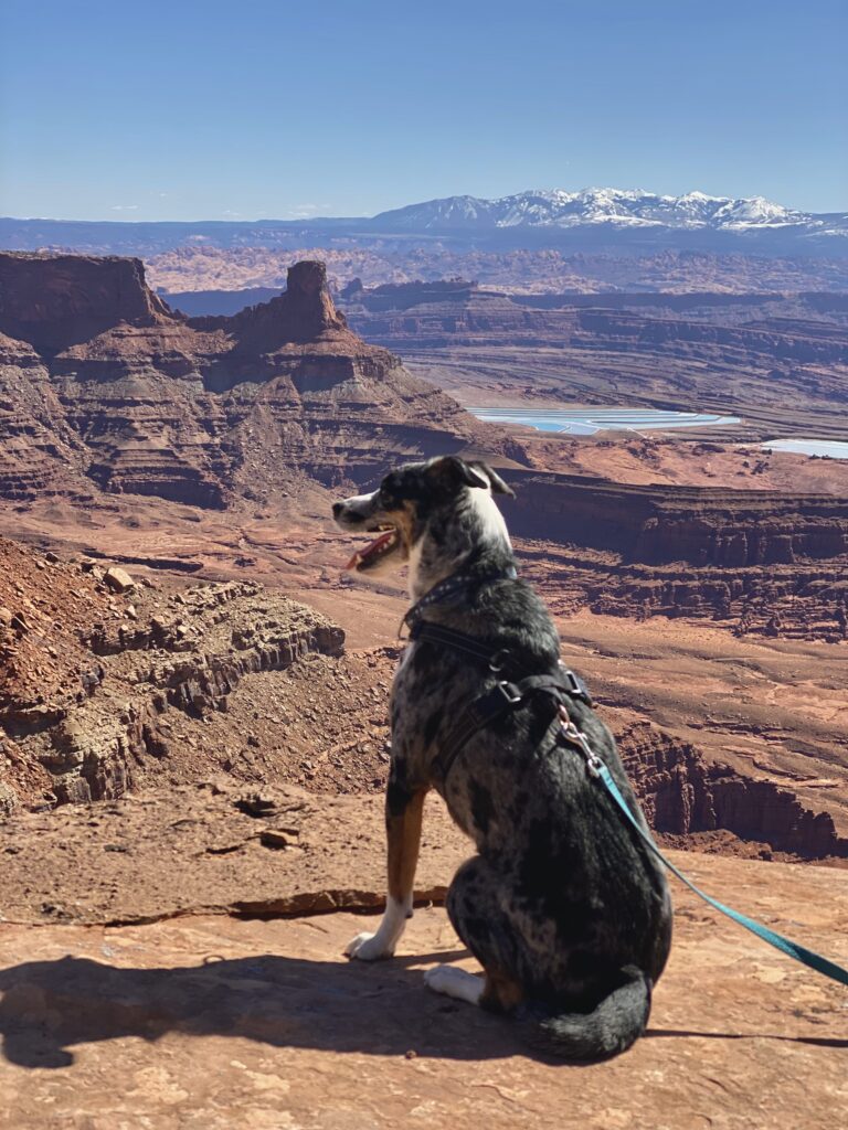 Queso, the dog, with background of snow capped mountains and red canyon. 
