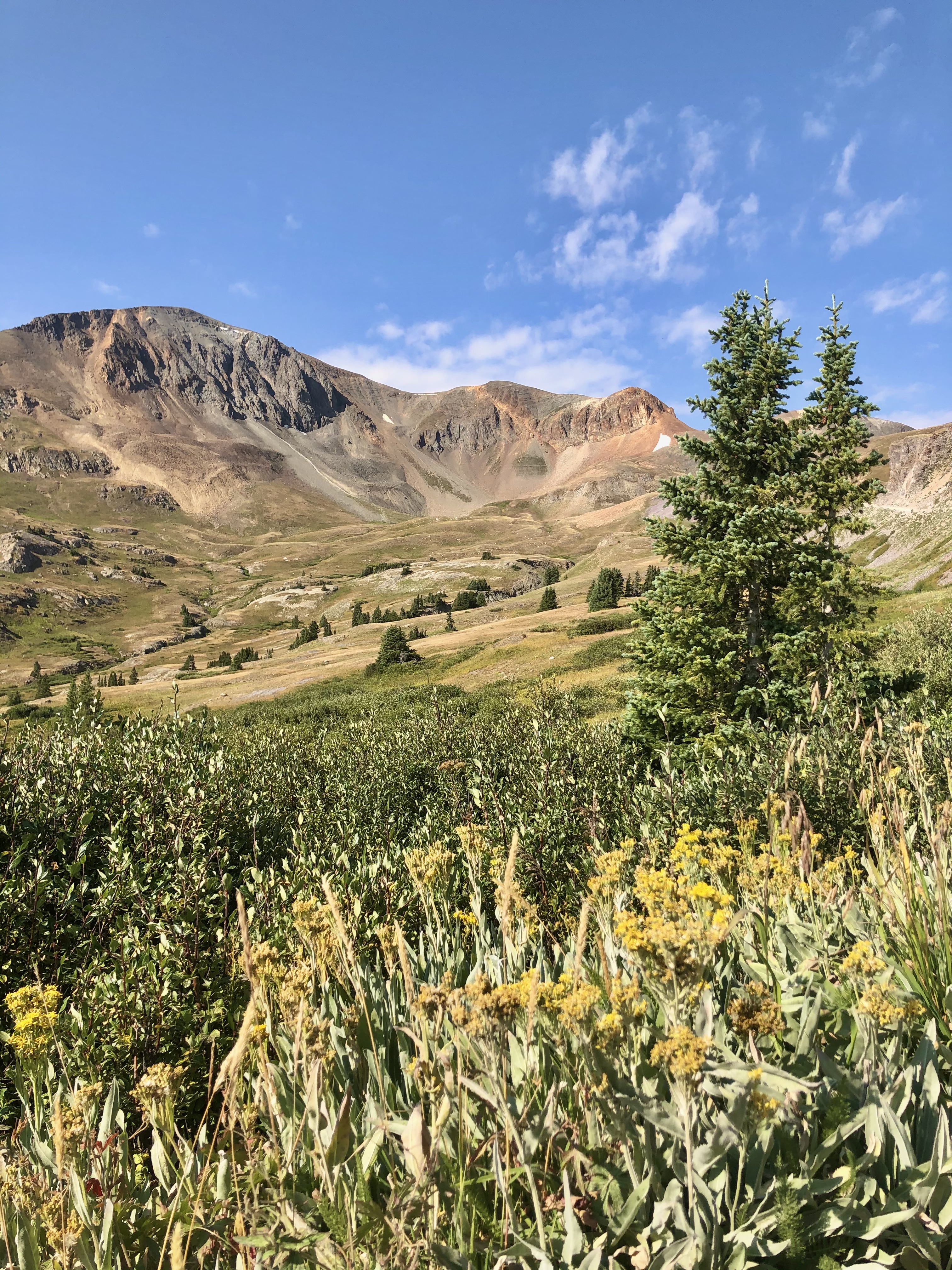This picture consists of yellow flowers, green pine trees and red tinted mountains. 10 beautiful spots to visit in colorado (no hiking required)