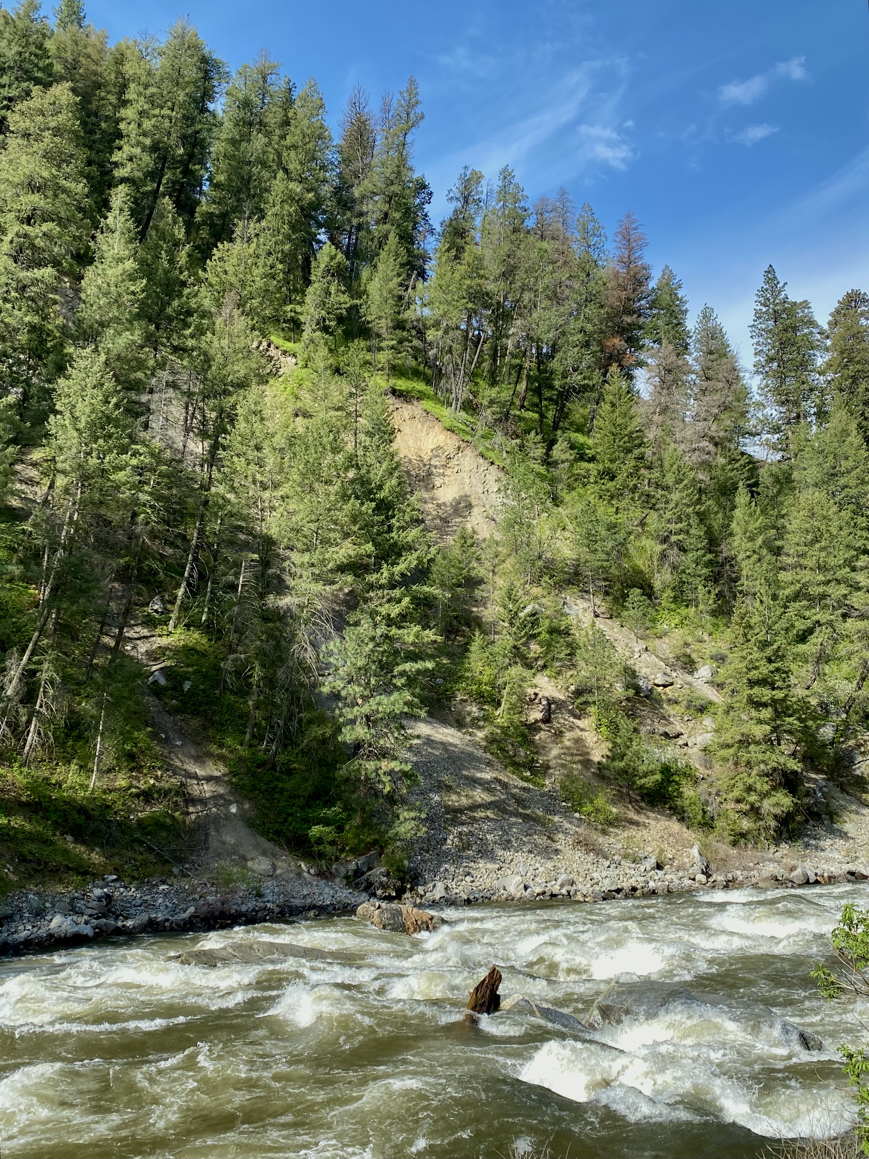 Green pine trees stand beside a raging river with a blue sky background. outdoor activities around boise. 