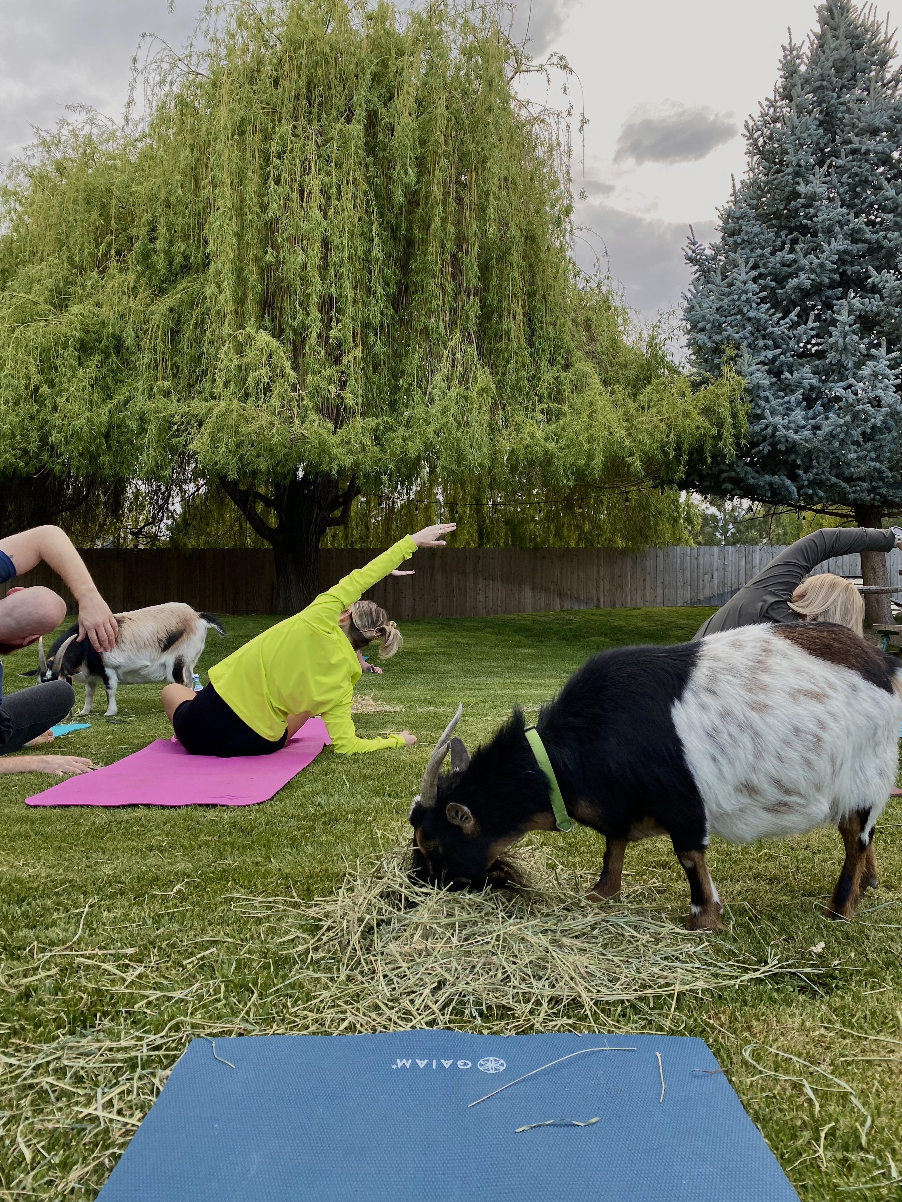 A black, brown and white goat stands in front of a blue yoga mat.  a girl in a yellow top does a yoga pose in front of the goat. 