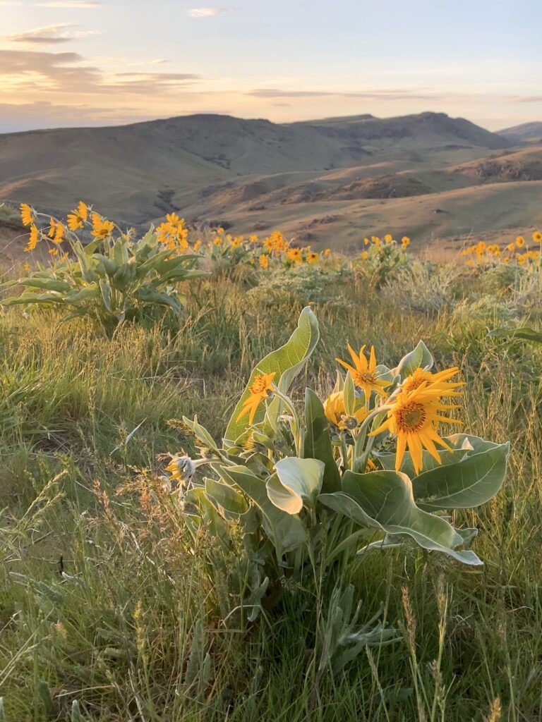 guide to the best outdoor activities around boise, idaho. yellow sunflowers sit in a field during sunset. 