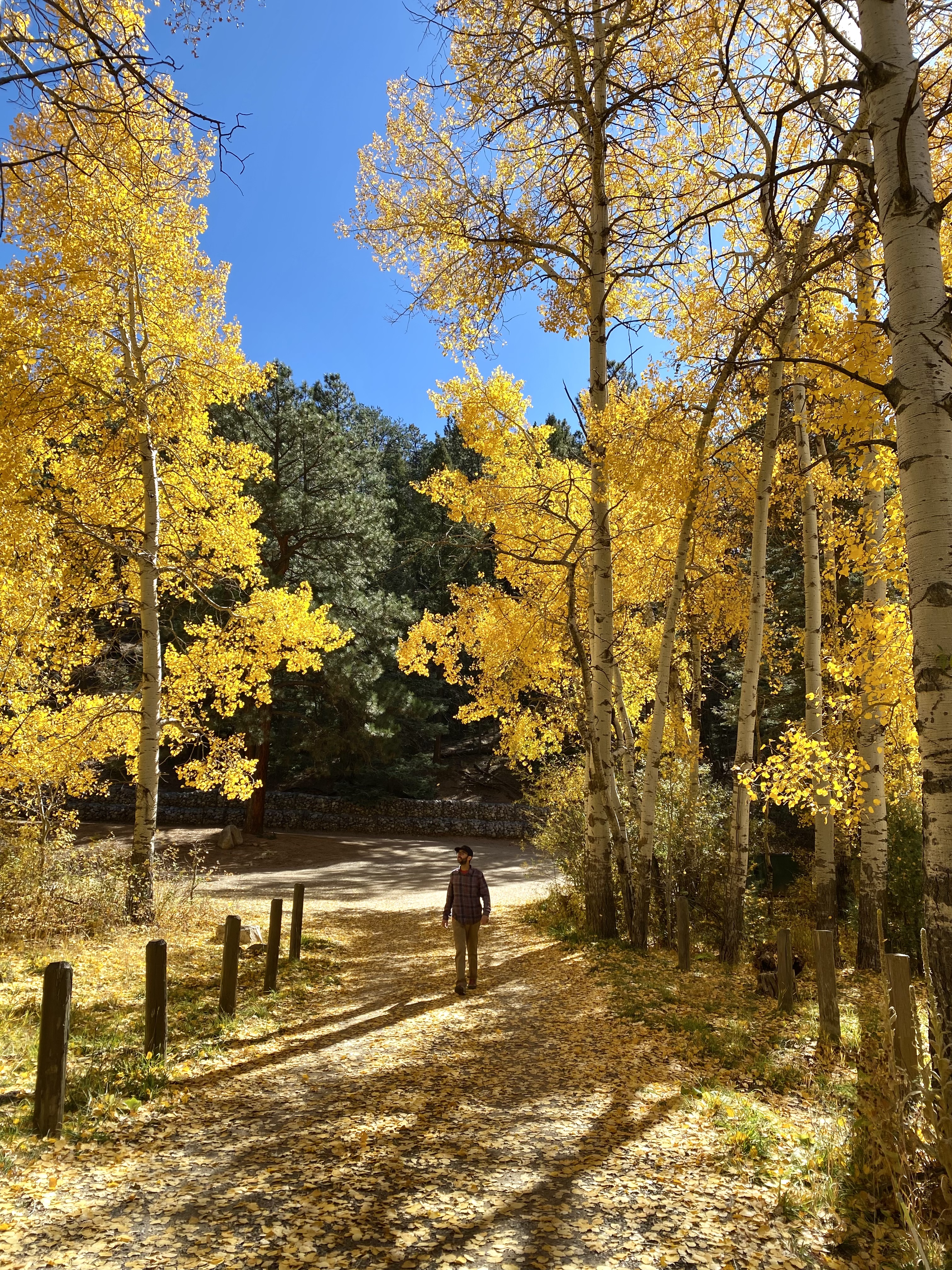 jonathan walks between golden yellow aspen trees on a straight road. best outdoor activities around santa fe 