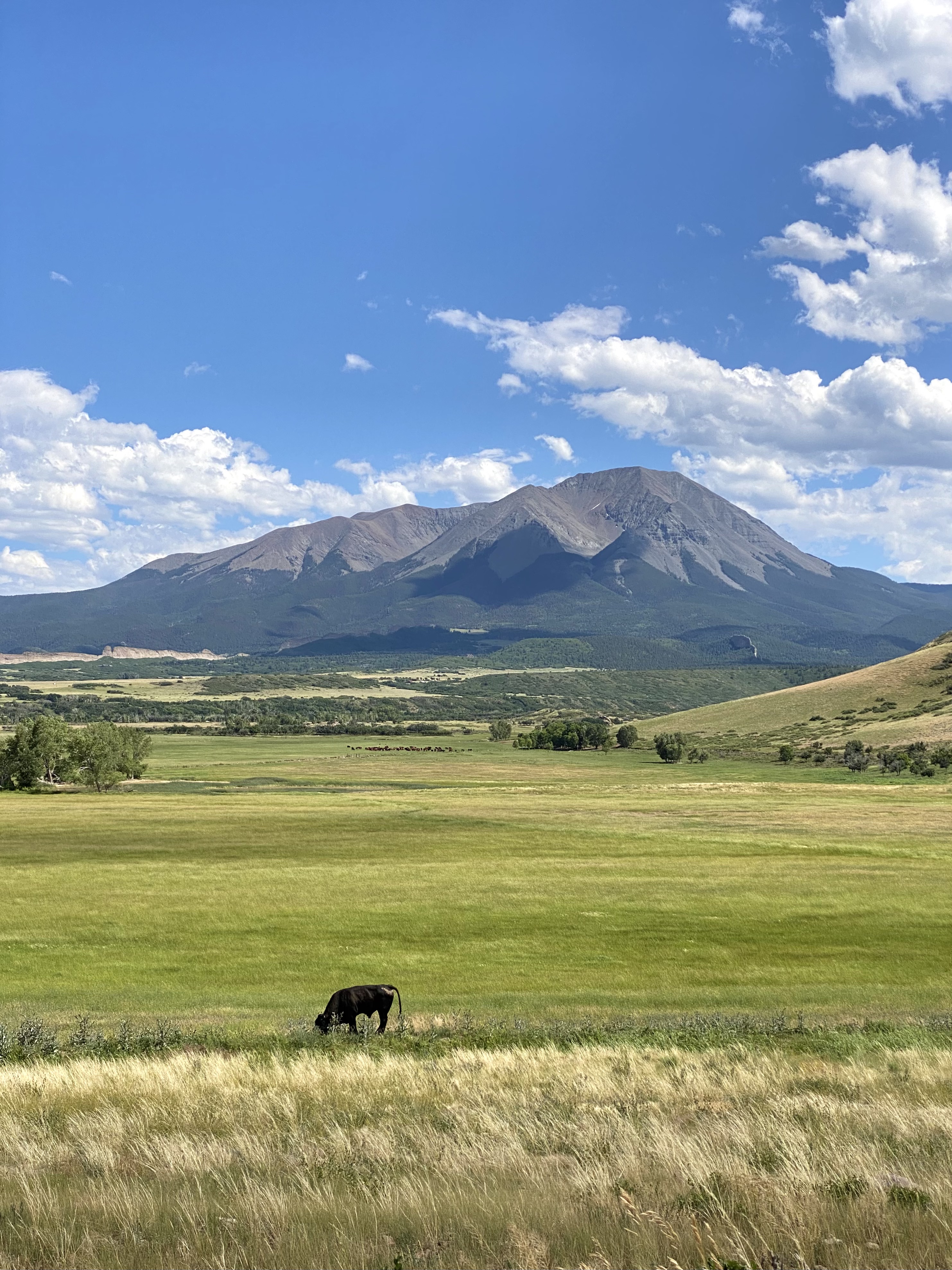 A black cow stands in a green grass field against a gray mountain backdrop and blue skies. small towns on a colorado road trip. 